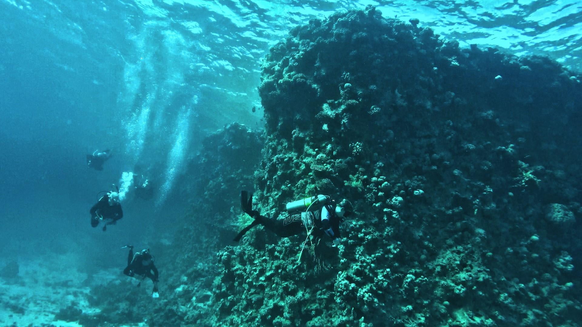 Exploring the Depths: Diving Courses in Egypt with Sea Skills Tours