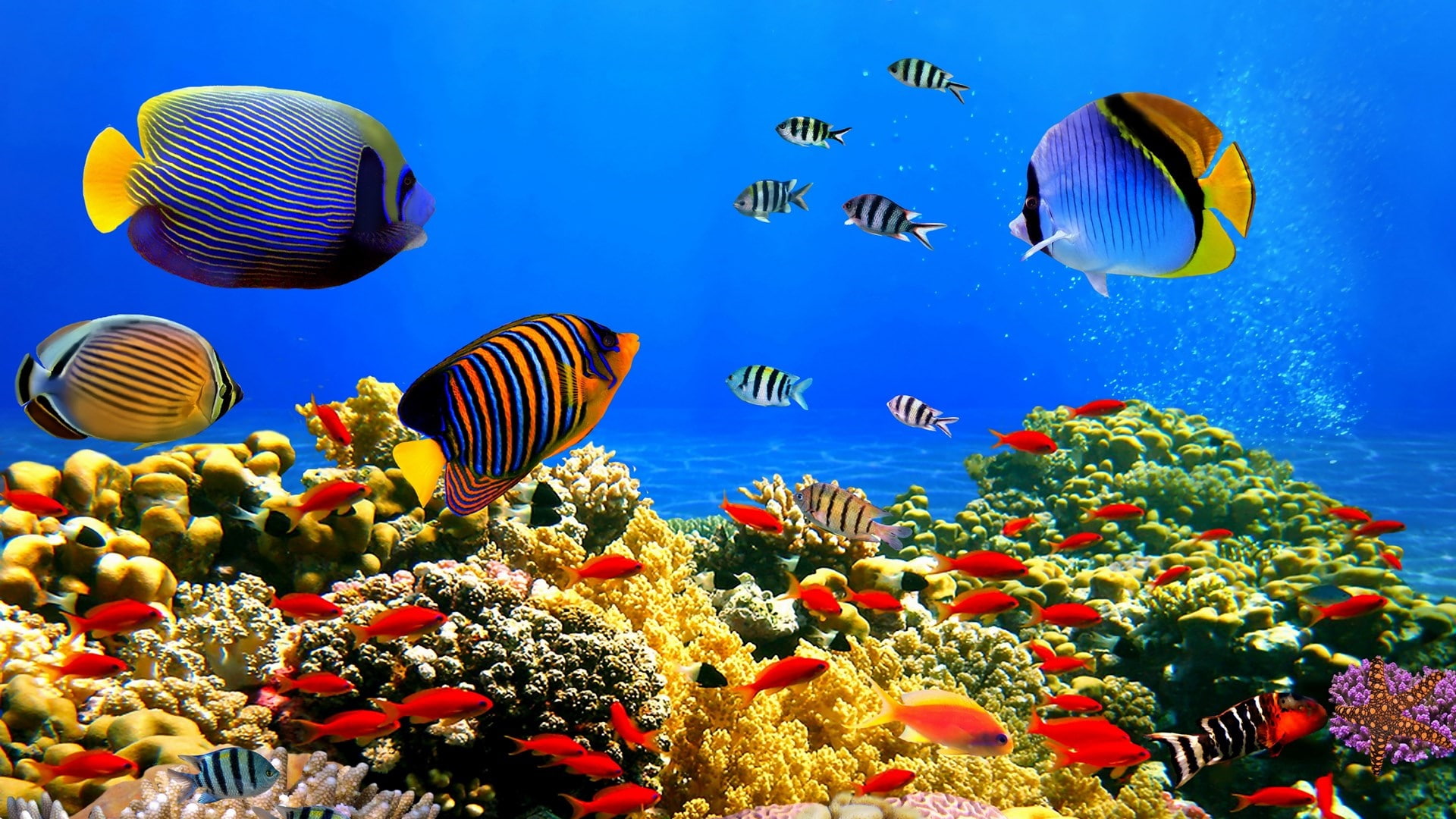 Exploring Hurghada's Spectacular Coral Reefs with Sea Skills Tours