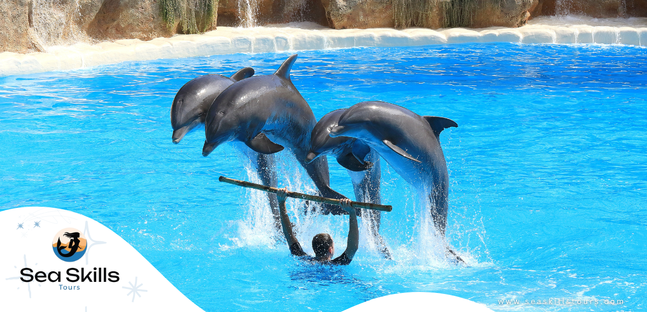 Dolphin Watching Excursions in Hurghada: A Journey into the Realm of Marine Majesty